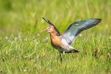 Black-tailed godwit Limosa Limosa foraging in a green meadow