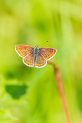  Female brown argus butterfly, Aricia agestis