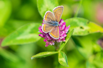  Female brown argus butterfly, Aricia agestis