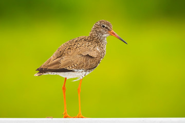 common redshank (tringa totanus) in farmland