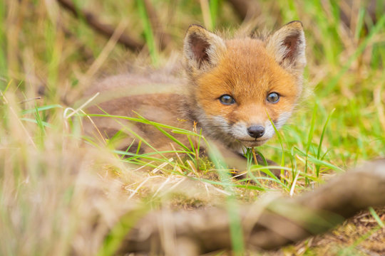Wild baby red fox cub vulpes vulpes