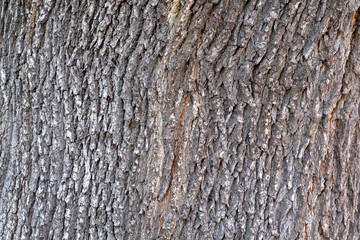 Quercus frainetto, Ungarische Eiche, Detail Rinde