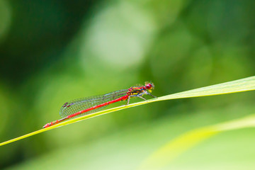 Detail closeup of a large red damselfly Pyrrhosoma nymphula