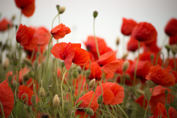 a lot of red Poppy Flower Close Up background