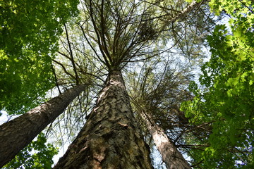Fototapeta premium tree in forest