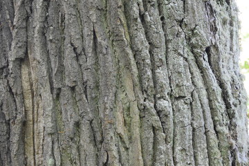 bark of a tree