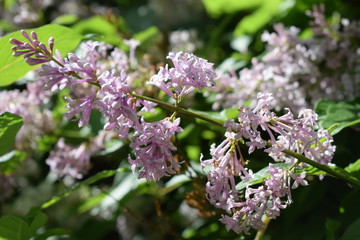 blooming lilac in the garden