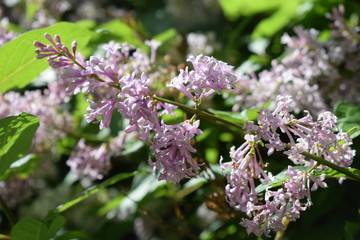 blooming lilac in the garden
