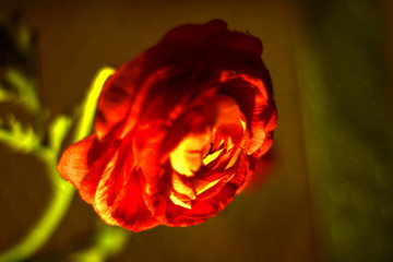 Rose amelie poulain
