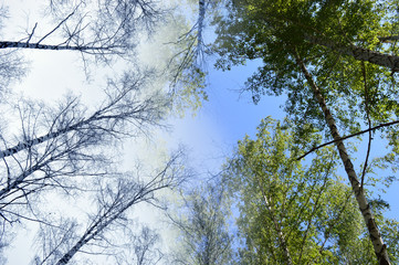 double exposure winter summer tops of different trees in the forest on the background of blue sky