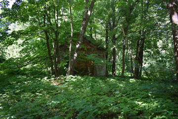 trees in the forest