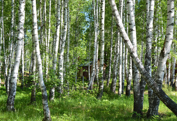 wild birch trees forest landscape on a Sunny summer day
