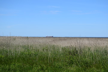 green field and blue water