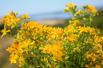 Saint John's wort blooming in mountains on the sea side Mediterranean Sea. Dalmatia.