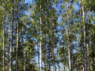 wild birch trees forest landscape on a Sunny summer day