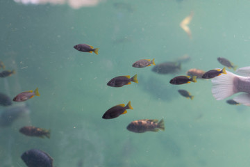 Peces tropicales