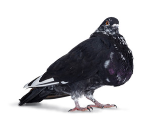 Adult pigeon, standing side ways with head tilted to camera. Looking ahead with orange eyes. Isolated on white background.