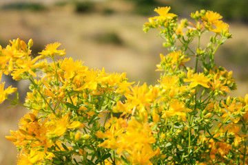 Saint John's wort blooming in mountains on the sea side Mediterranean Sea. Dalmatia.