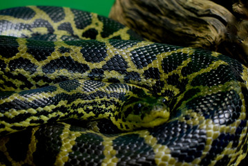 closeup of snake