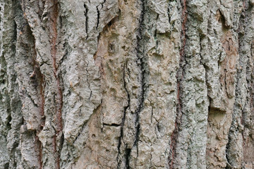 Fototapeta premium Rough tree bark close up summer day in the forest