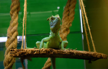 lizard chameleon in the terrarium