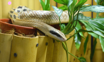 snake on branch