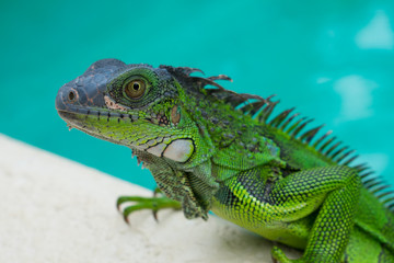 Large green Lizard in a pool