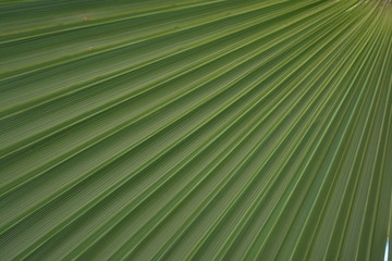 green palm tree leaf tropical  background