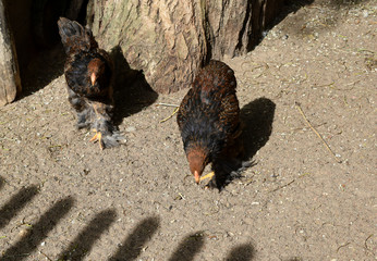 rooster and chicken