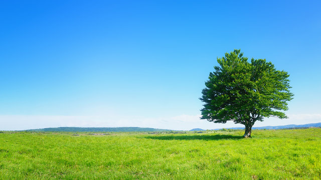 lonely tree against clear blue sky