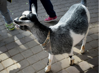 goat in the zoo pen