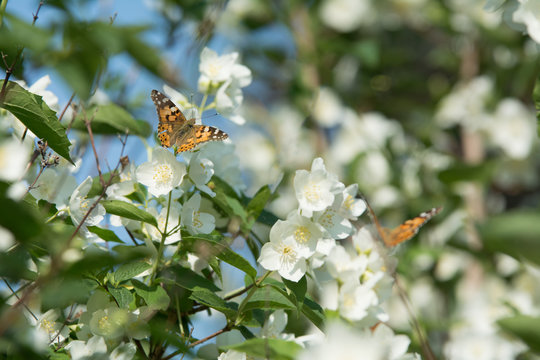 Two vanessa cardui butterflies feeding on jasmine blossom