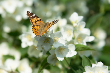 Fototapeta premium Vanessa cardui butterfly feeding on jasmine blossom - macro