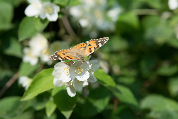 Cosmopolitan butterfly feeding on jasmine blossom - proboscis inside the flower - macro