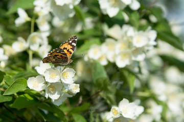 Cosmopolitan butterfly feeding on jasmine blossom - proboscis inside the flower - macro