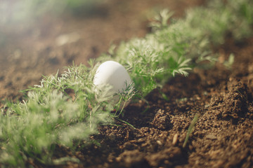 White egg lies in the young fresh green dill.