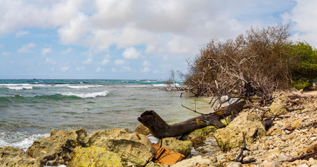 Wellen nasser Baum und Steine am Meer
