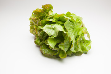 La Lechuga es un alimento que se puede comer en ensaladas acompañada de tomate, pepino, cebolla...