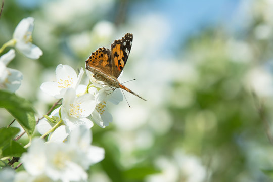 Cosmopolitan butterfly feeding on jasmine blossom - proboscis inside the flower - macro