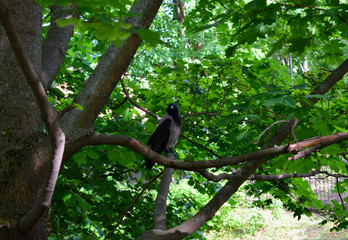 bird on branch