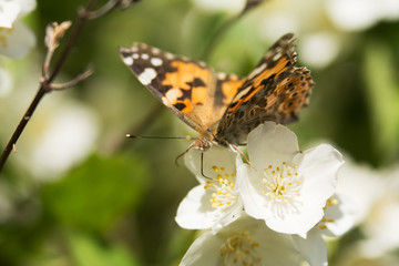 Fototapeta na wymiar Vanessa cardui butterfly feeding on jasmine blossom - macro with proboscis inside the flower