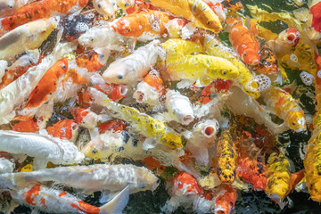 Obraz na płótnie Canvas group of fish in a pond