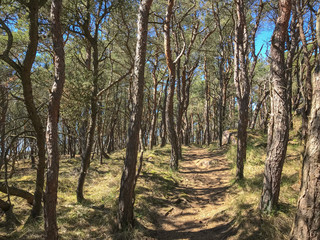 Fototapeta premium Promenade sur un sentier dans une forêt en bord de mer 