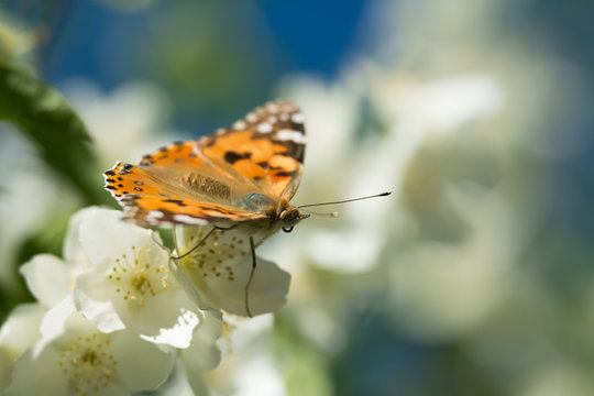 Vanessa cardui butterfly feeding on jasmine blossom - macro