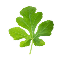fresh green leaf of watermelon isolated on white background