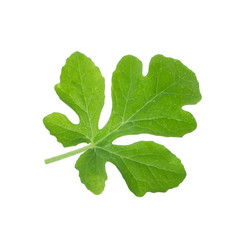 fresh green leaf of watermelon isolated on white background