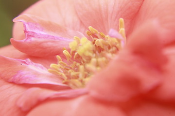 Fototapeta na wymiar Macro of a rose flower.