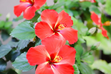 ハワイ　オアフ島の代表的な花　赤いハイビスカス