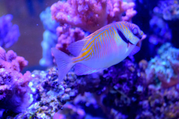 Fototapeta na wymiar tropical fish in an aquarium