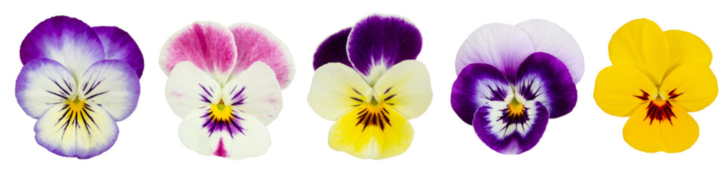Set of pansies isolated on white background.